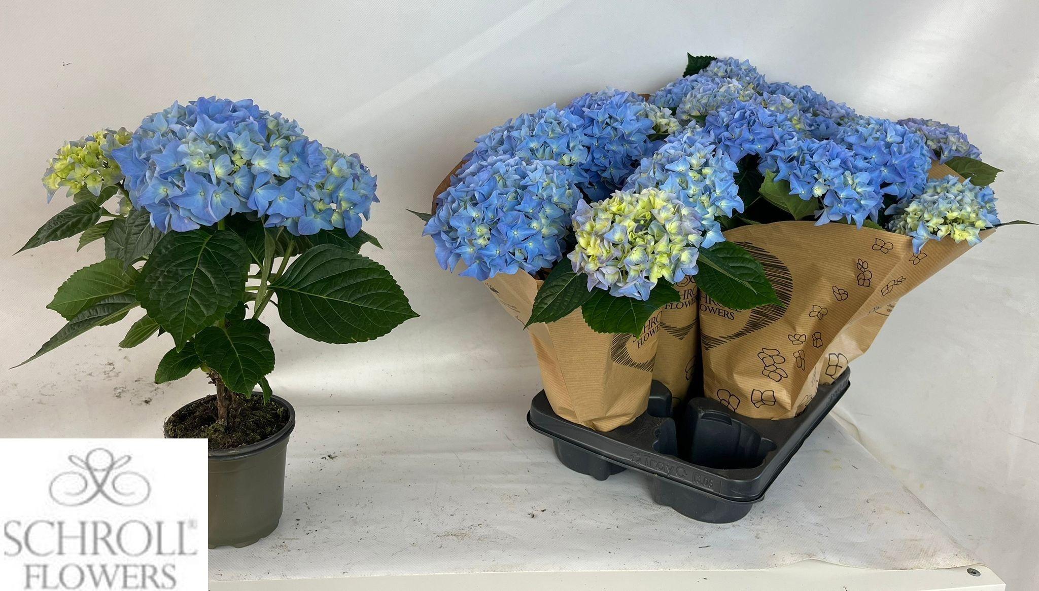 Горшечные цветы и растения оптом Hydr M Ov от 6шт из Голландии с доставкой по России