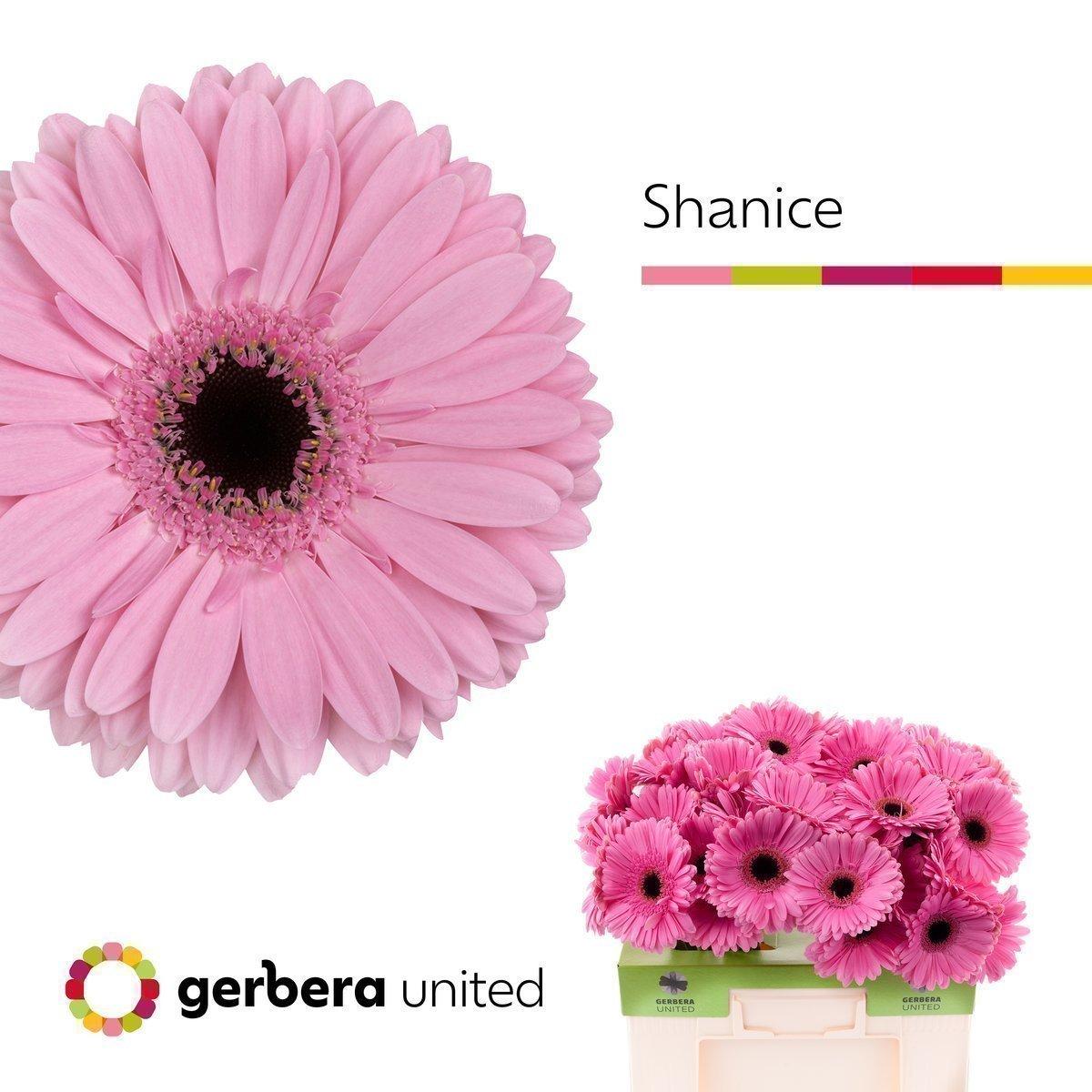 Срезанные цветы оптом Gerbera shanice+ от 40шт. из Голландии с доставкой по России