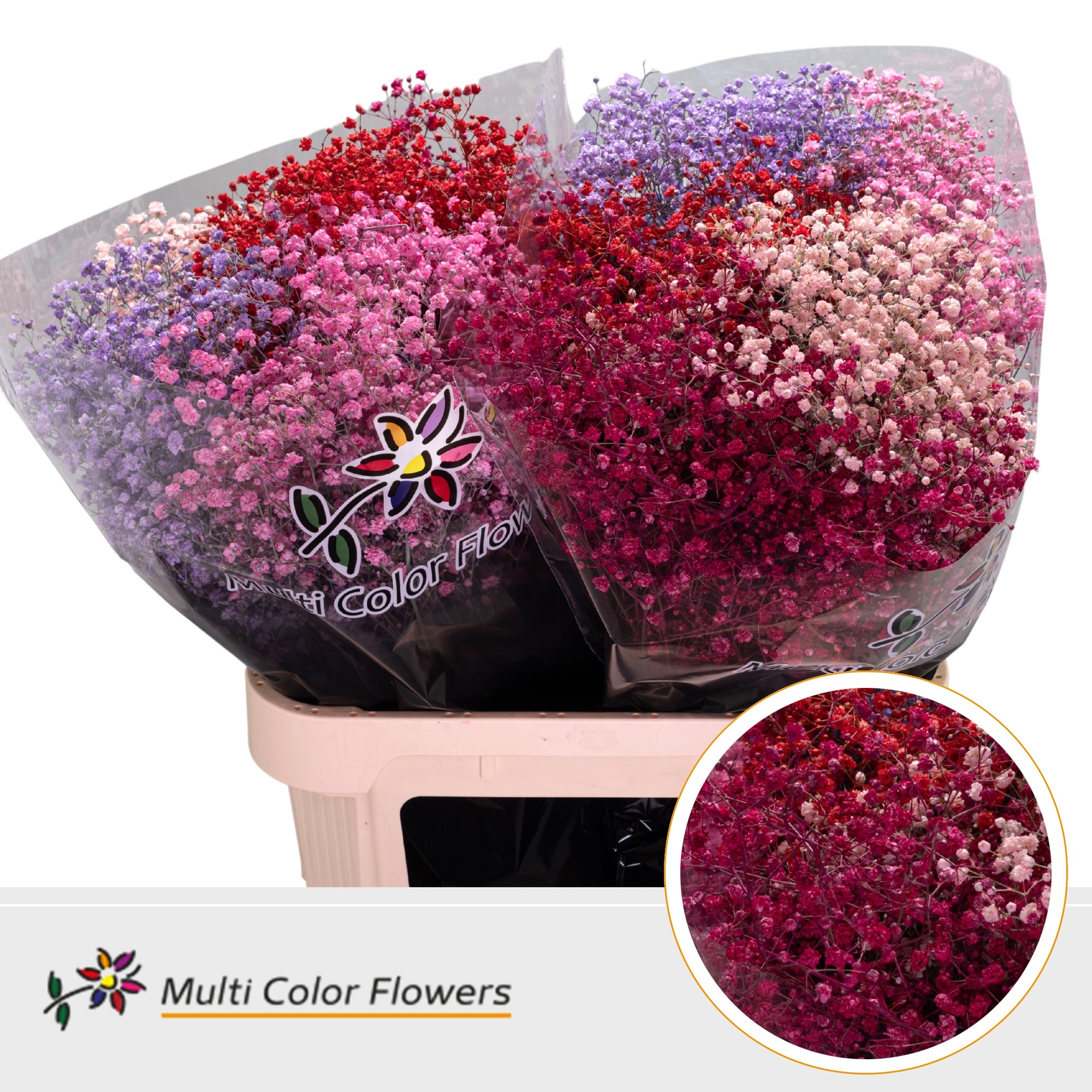 Срезанные цветы оптом Gyps large paint mix love от 50шт. из Голландии с доставкой по России