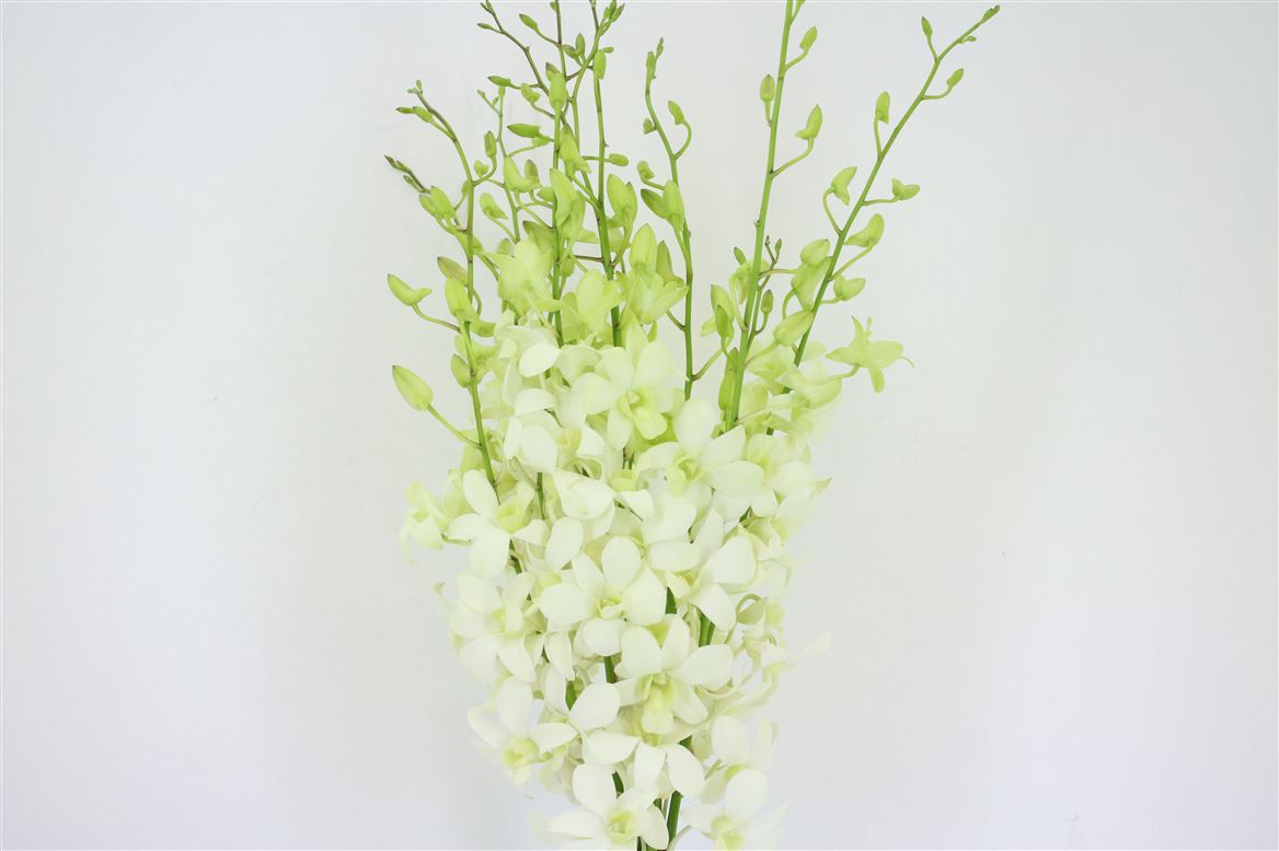 Срезанные цветы оптом Dendrobium white от 50шт из Голландии с доставкой по России