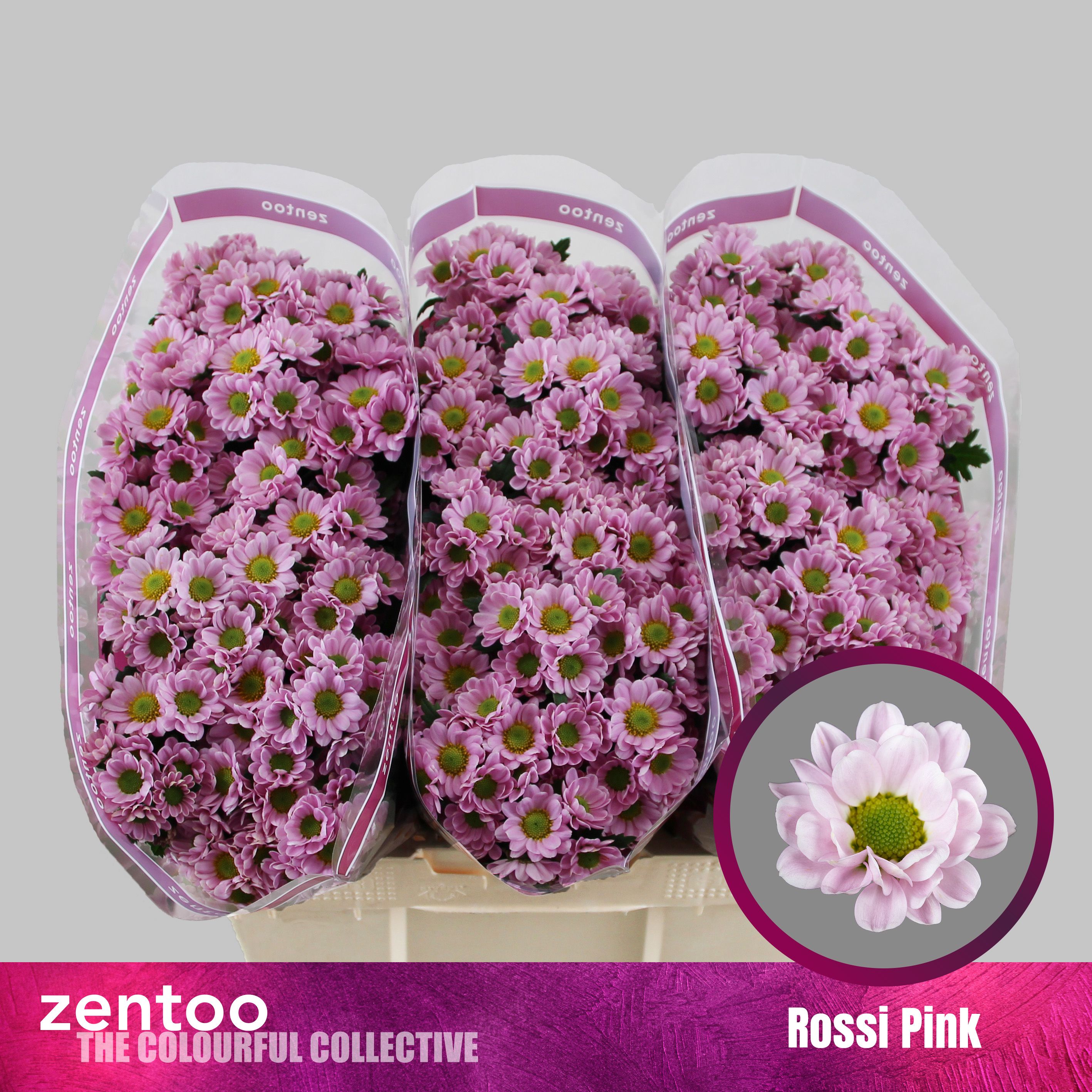 Срезанные цветы оптом Chrys sa rossi pink от 75шт. из Голландии с доставкой по России