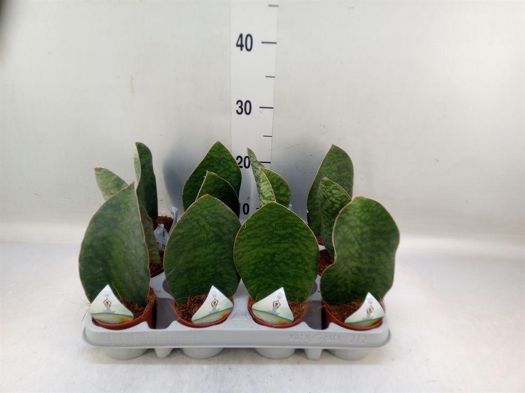 Горшечные цветы и растения оптом Sansevieria Grandis от 12шт (для телеги) из Голландии с доставкой по России