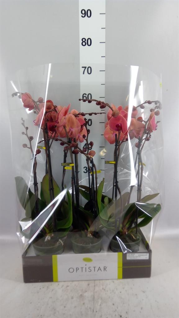 Горшечные цветы и растения оптом Phalaenopsis ...orange A от 6шт из Голландии с доставкой по России