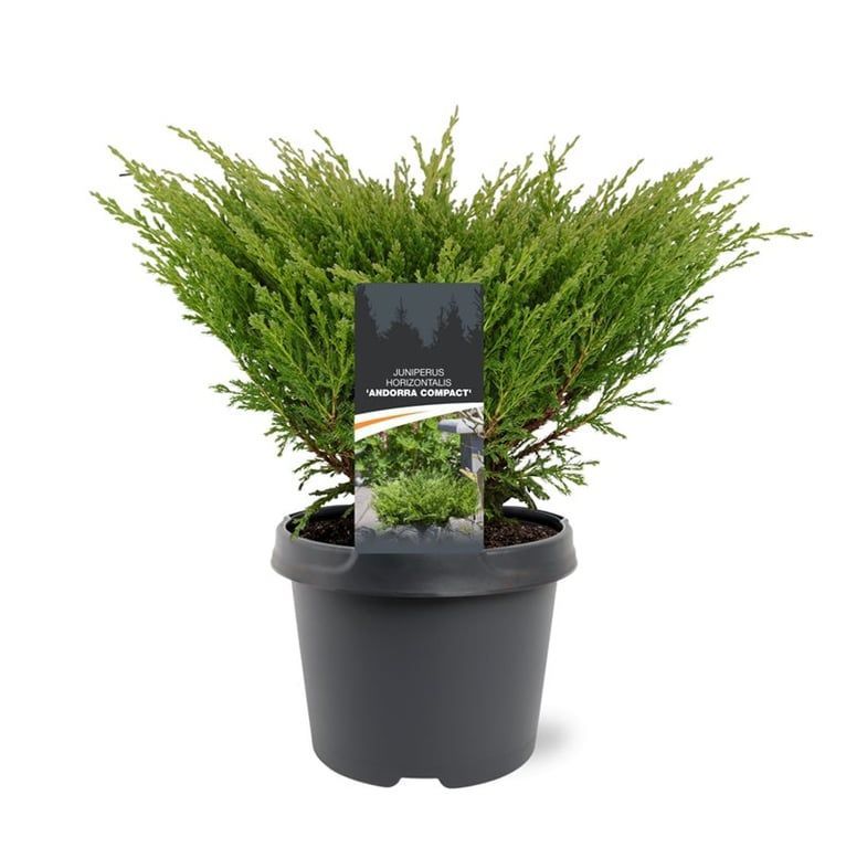 Горшечные цветы и растения оптом Juniperus Hor Andorra Compact от 1шт из Голландии с доставкой по России