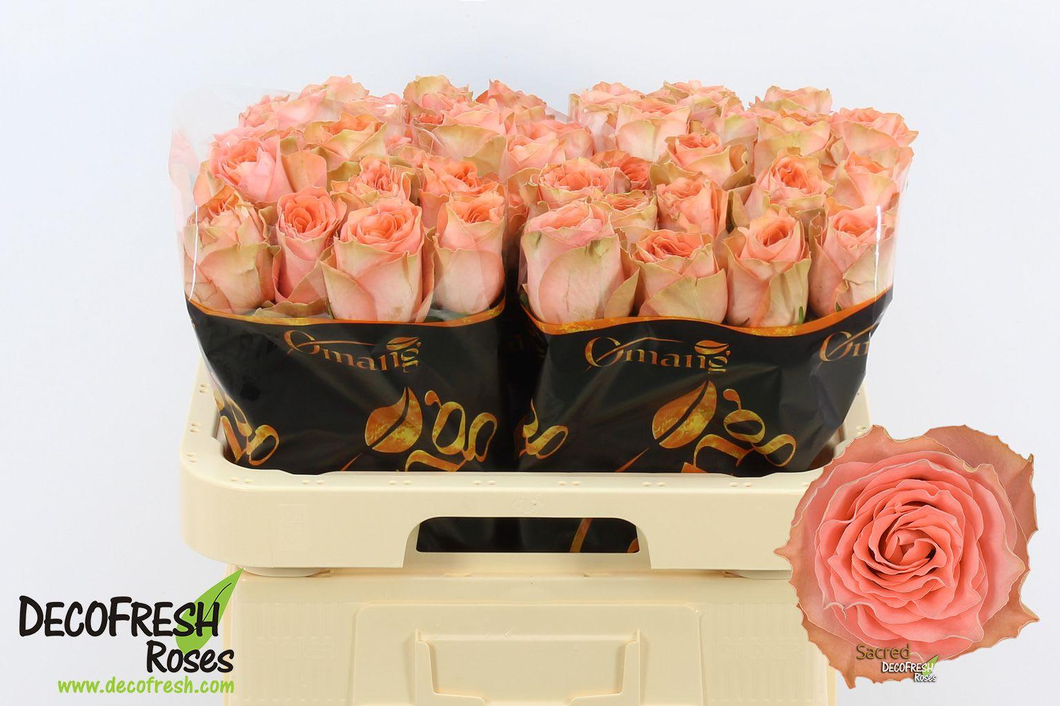 Срезанные цветы оптом Rosa large sacred от 50шт из Голландии с доставкой по России