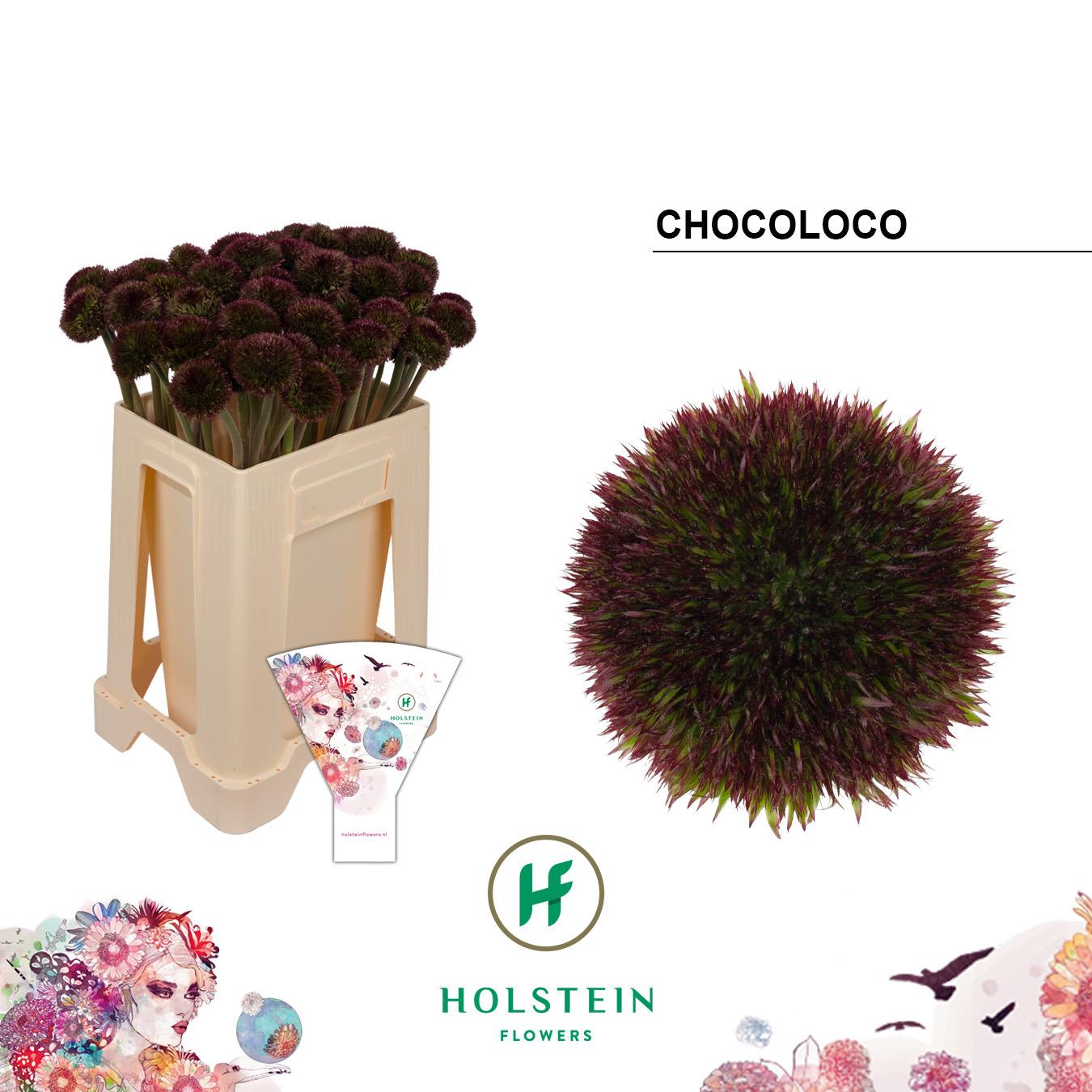Срезанные цветы оптом Gerbera chocoloco от 50шт из Голландии с доставкой по России