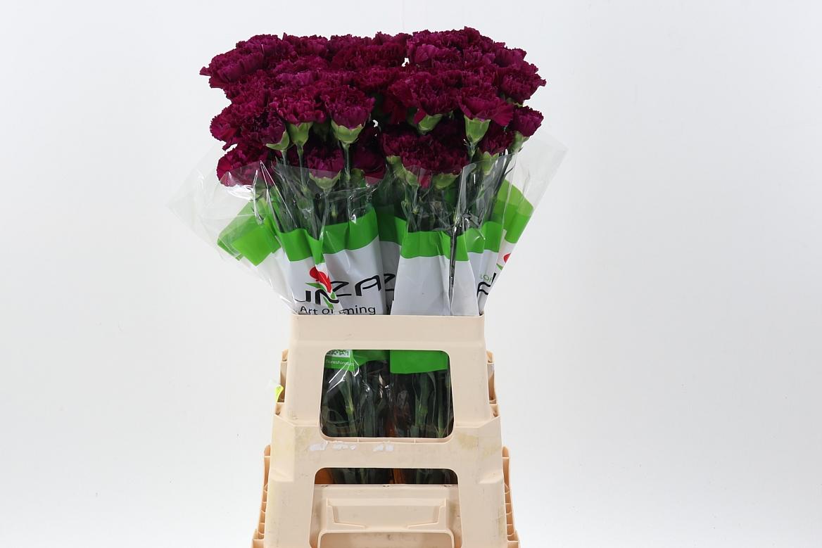 Срезанные цветы оптом Dianthus st golem от 80шт из Голландии с доставкой по России