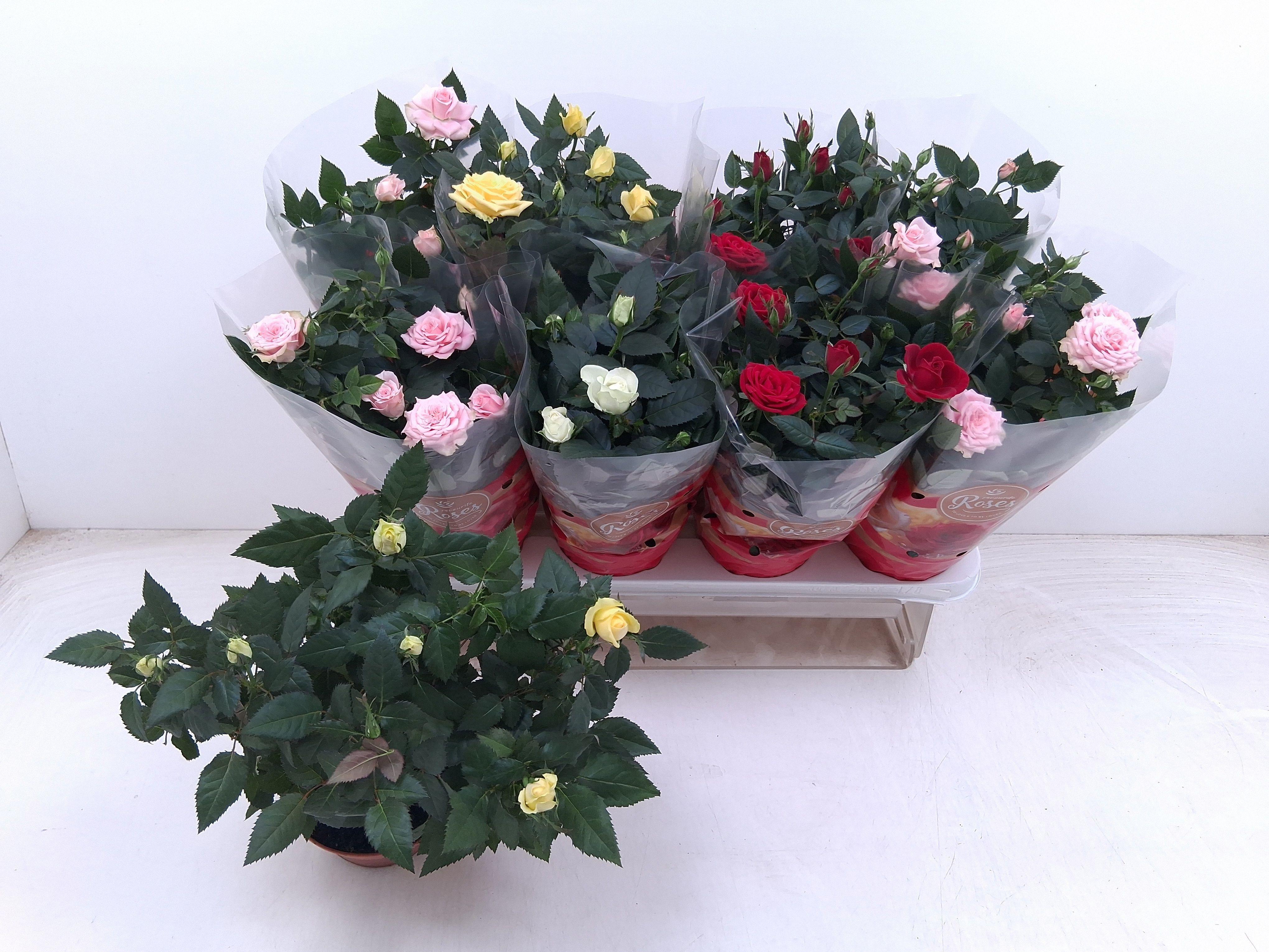 Горшечные цветы и растения оптом Ro Fav Ro Gem 4 Srt от 8шт из Голландии с доставкой по России