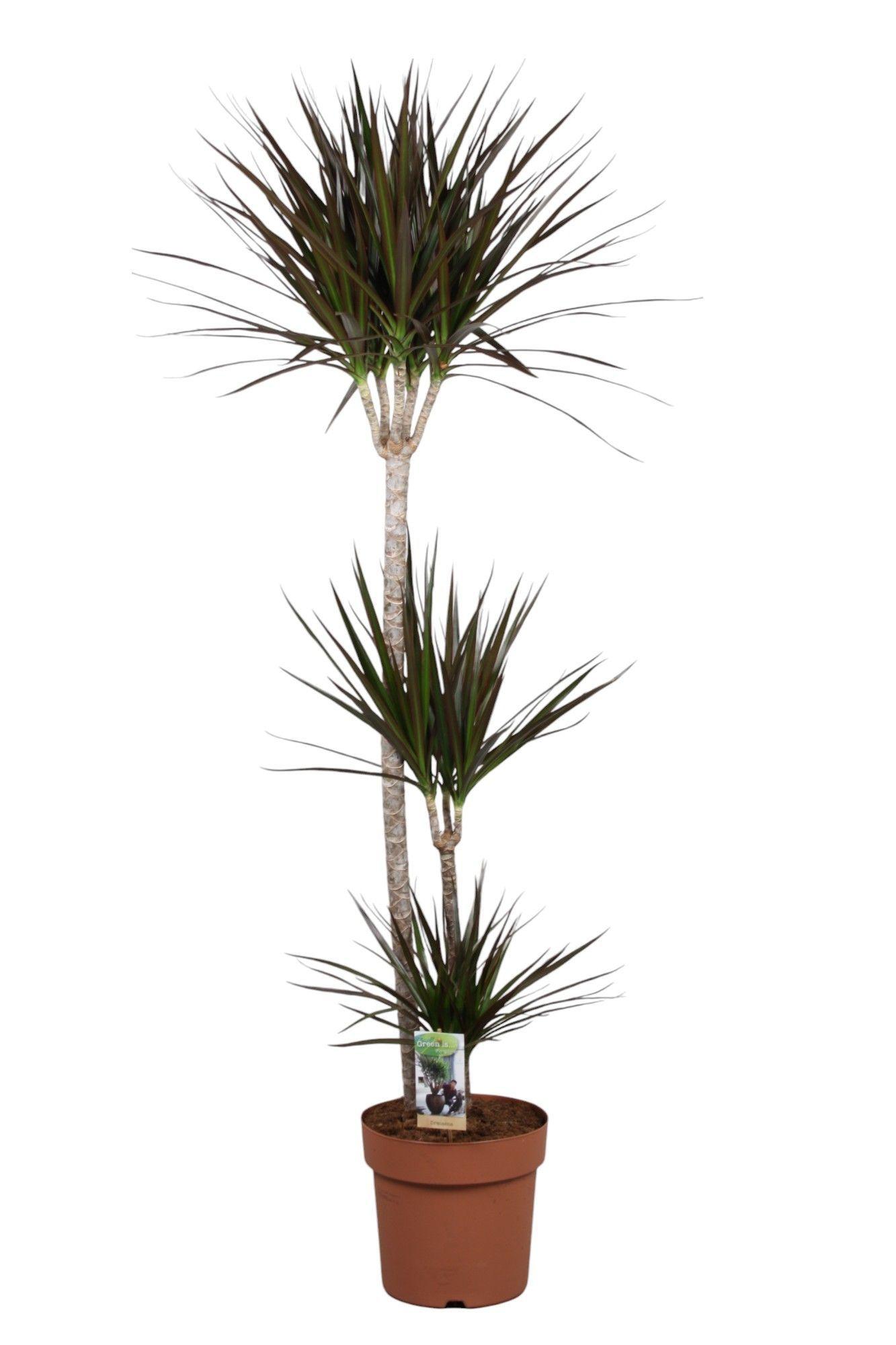 Горшечные цветы и растения оптом Drac Magenta 60-30-10 от 1шт из Голландии с доставкой по России