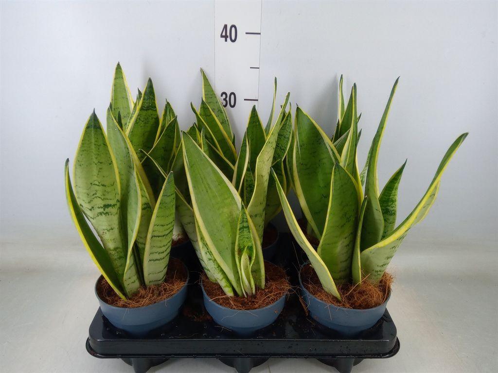 Горшечные цветы и растения оптом Sansevieria Trifa.   ... от 6шт из Голландии с доставкой по России
