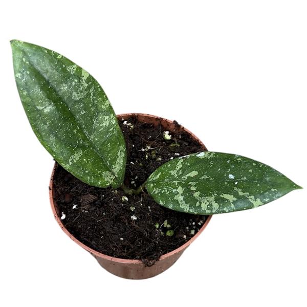 Горшечные цветы и растения оптом Hoya Aff Vitellina от 1шт из Голландии с доставкой по России