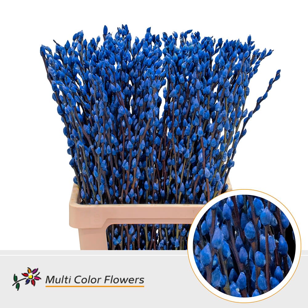 Срезанные цветы оптом Salix paint pussy willow blue от 200шт.. из Голландии с доставкой по России