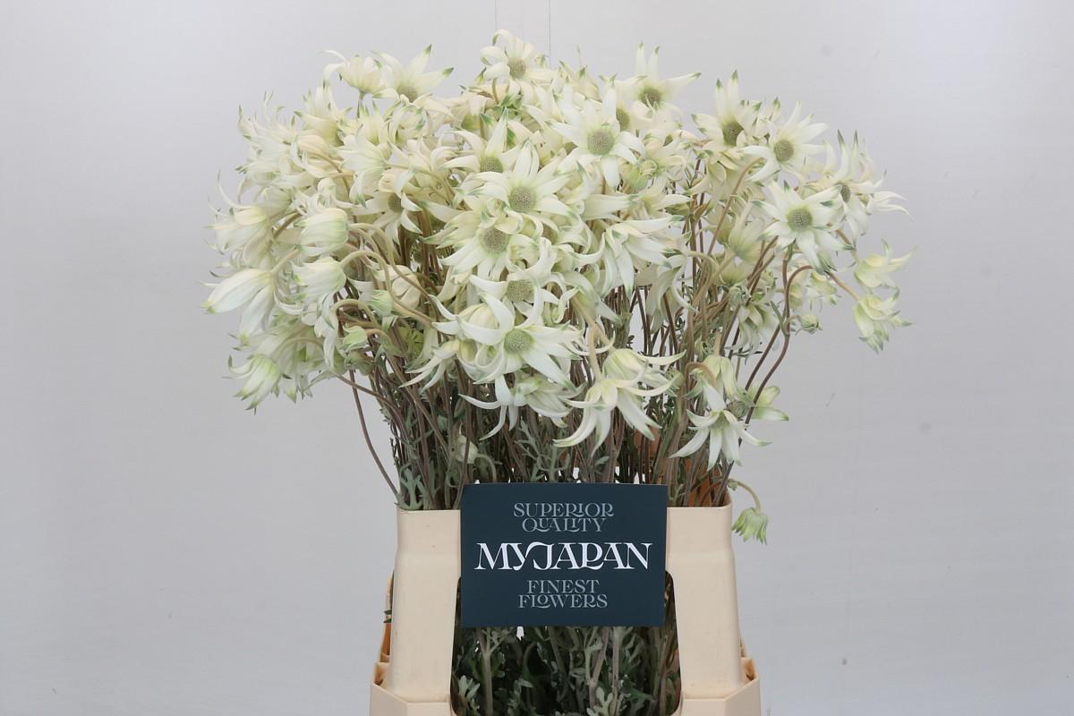 Срезанные цветы оптом Actinotus helianthi от 40шт из Голландии с доставкой по России