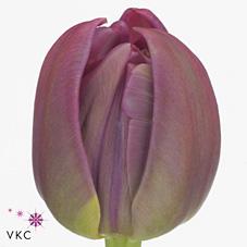 Срезанные цветы оптом Tulipa do margarita от 100шт из Голландии с доставкой по России