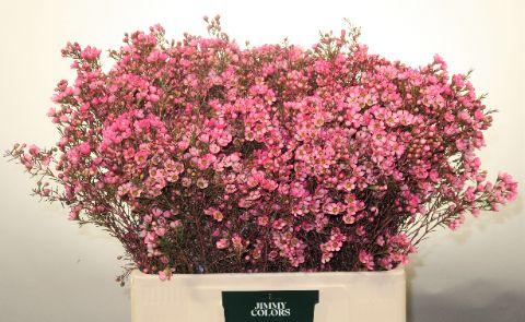 Срезанные цветы оптом Chamelaucium paint cerise от 100шт из Голландии с доставкой по России