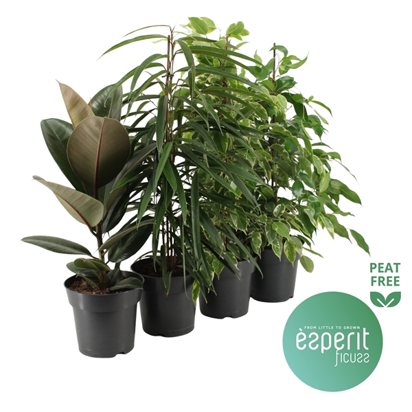 Горшечные цветы и растения оптом Ficus Mix 3-4 Srt ( Esperit) от 6шт из Голландии с доставкой по России