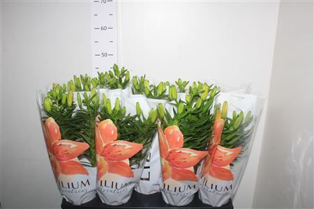 Горшечные цветы и растения оптом Lil As Gemengd 3 Branche от 9шт из Голландии с доставкой по России