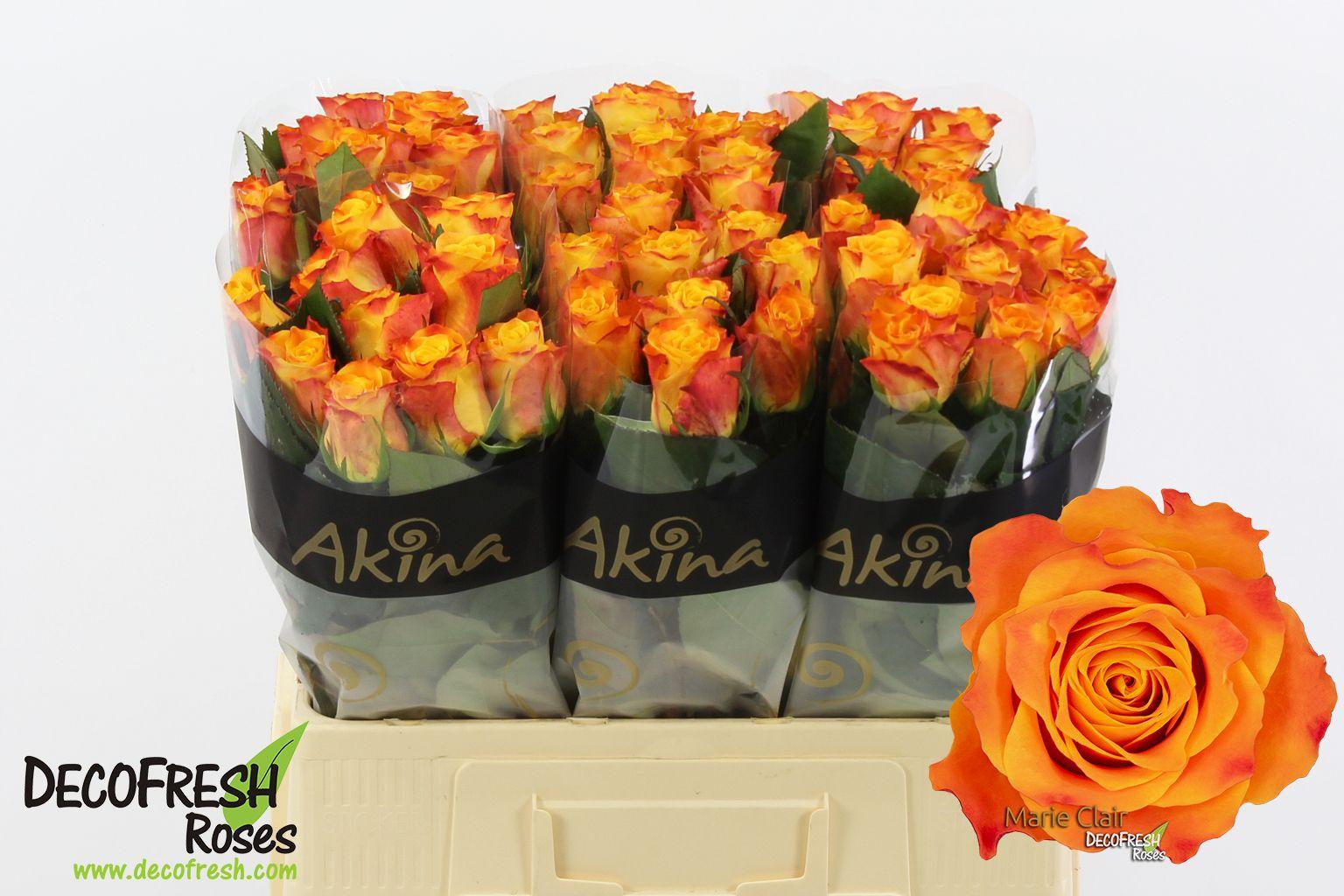 Срезанные цветы оптом Rosa large marie-claire! от 60шт из Голландии с доставкой по России