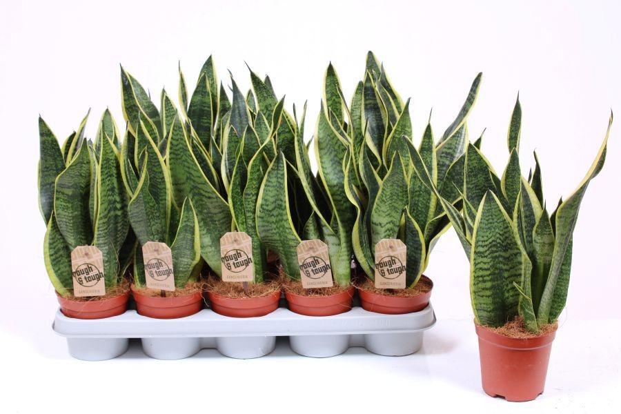 Горшечные цветы и растения оптом Sansevieria Superba от 10шт из Голландии с доставкой по России