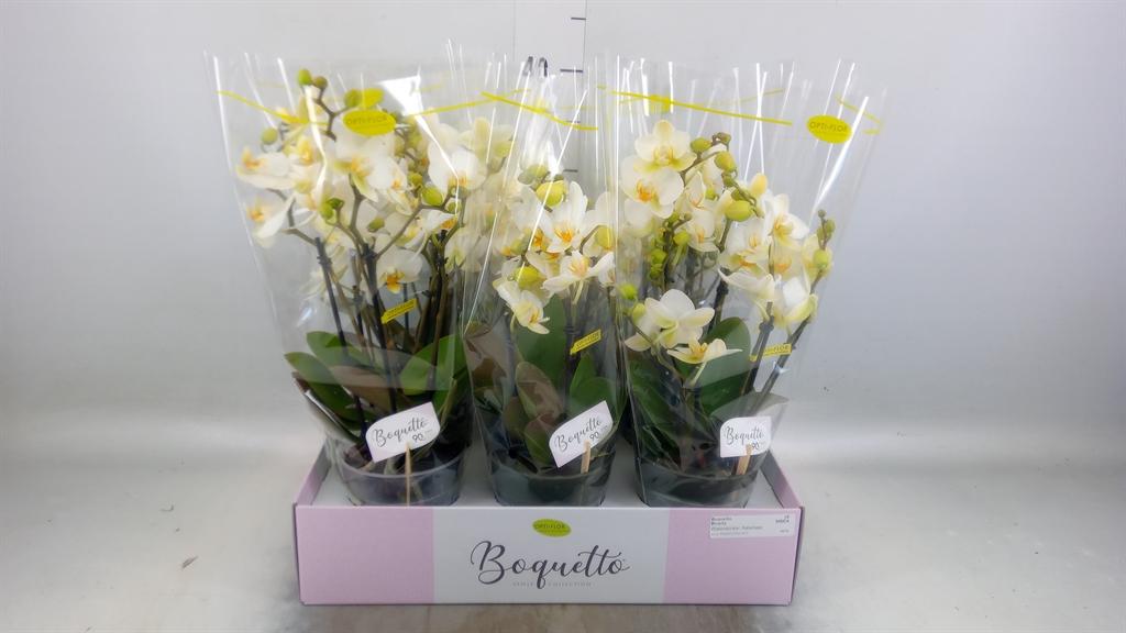 Горшечные цветы и растения оптом Phalaenopsis Multi.   ...white от 6шт из Голландии с доставкой по России