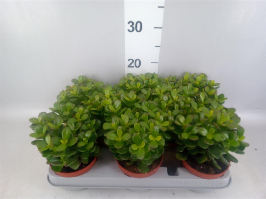 Горшечные цветы и растения оптом Crassula Ovata minor от 8шт из Голландии с доставкой по России