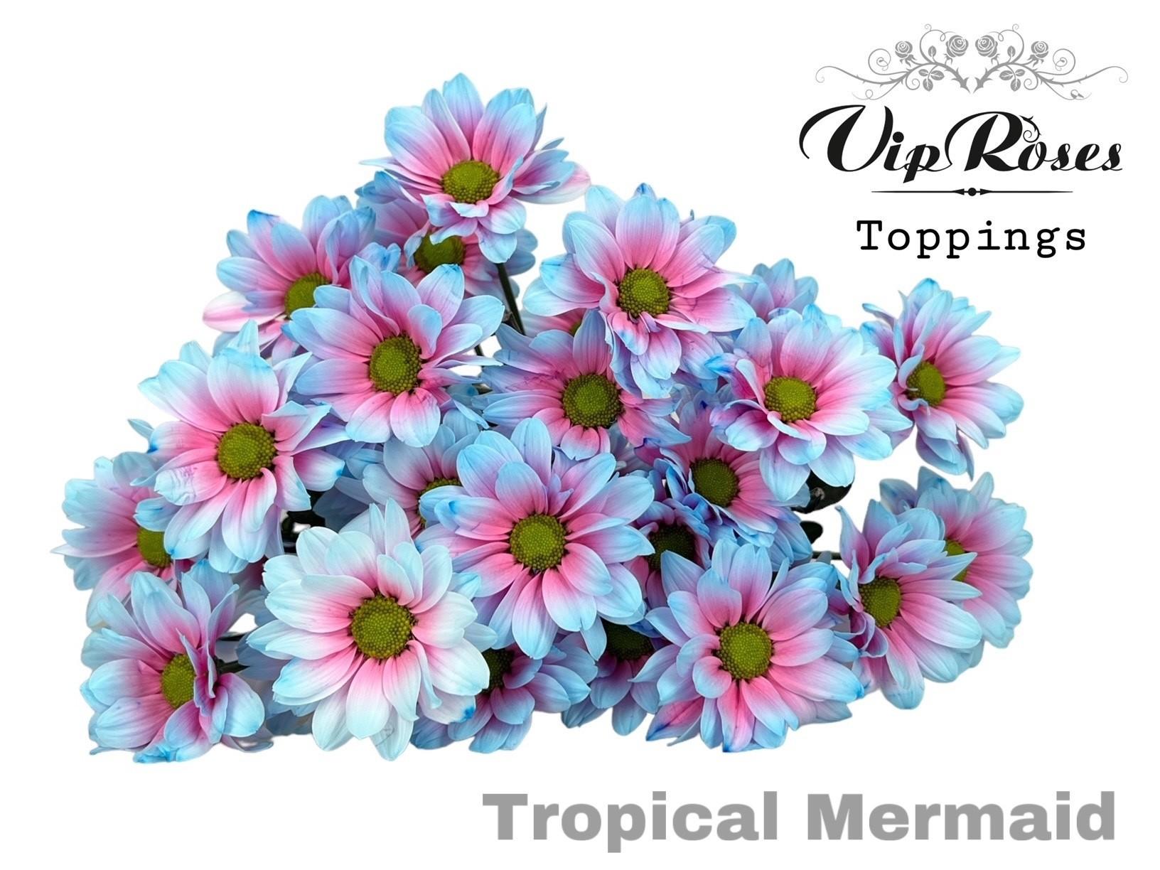 Срезанные цветы оптом Chrys sp paint tropical mermaid от 20шт из Голландии с доставкой по России