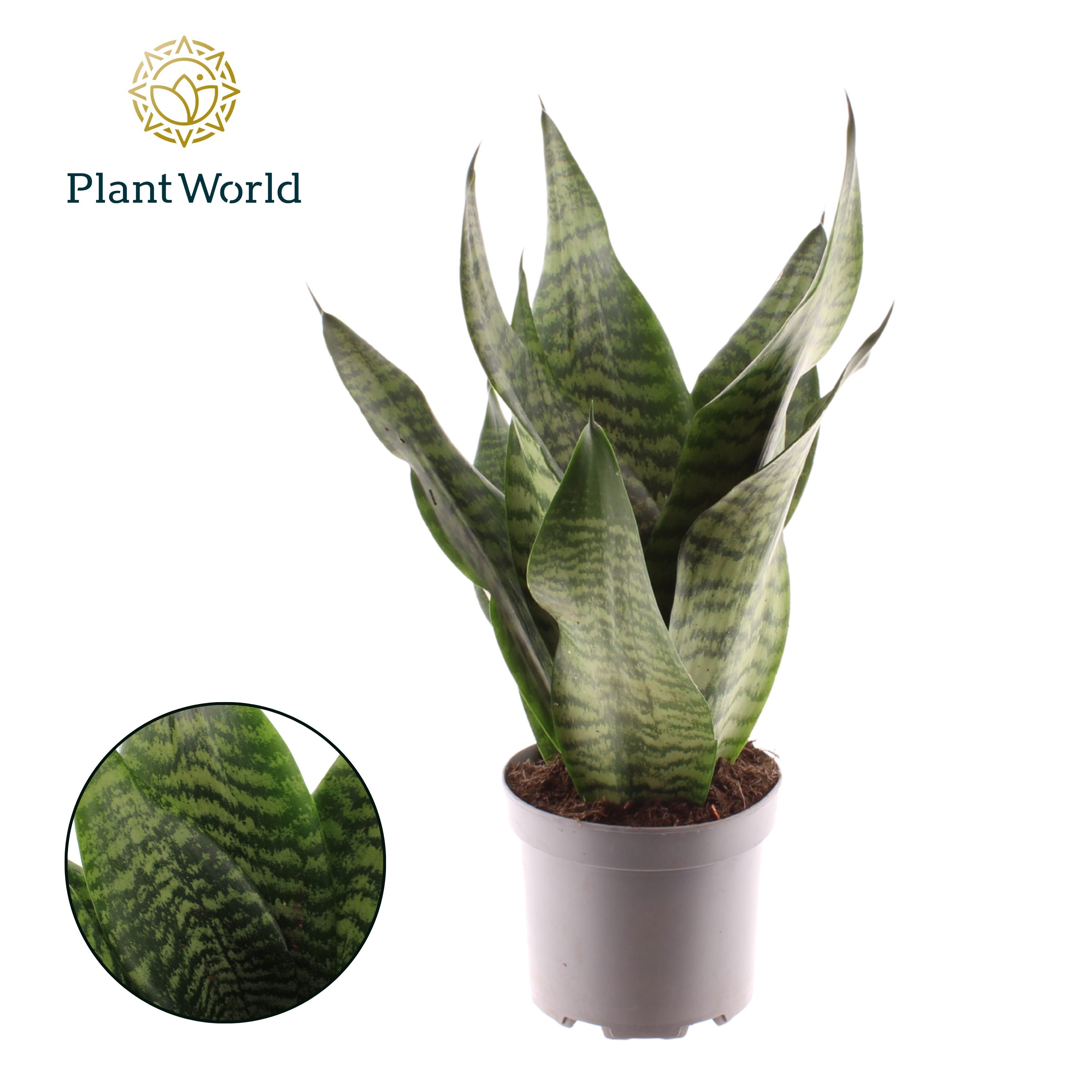 Горшечные цветы и растения оптом Sansevieria Trifasciata Larenzi от 6шт из Голландии с доставкой по России