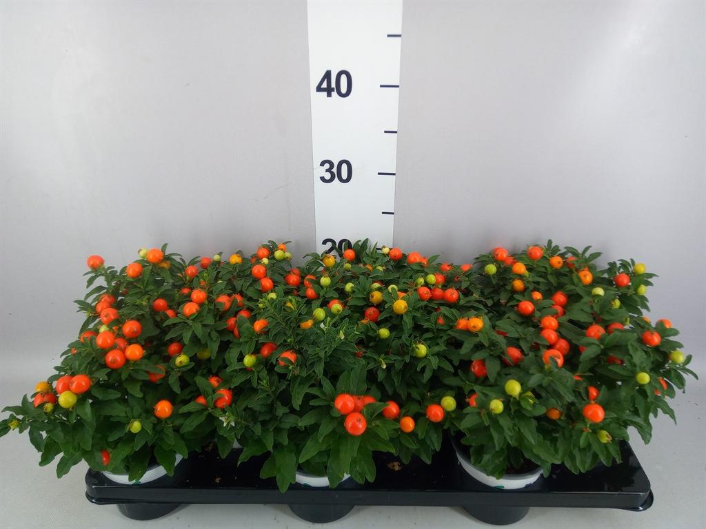 Горшечные цветы и растения оптом Solanum Pseudocapsicum A от 12шт из Голландии с доставкой по России