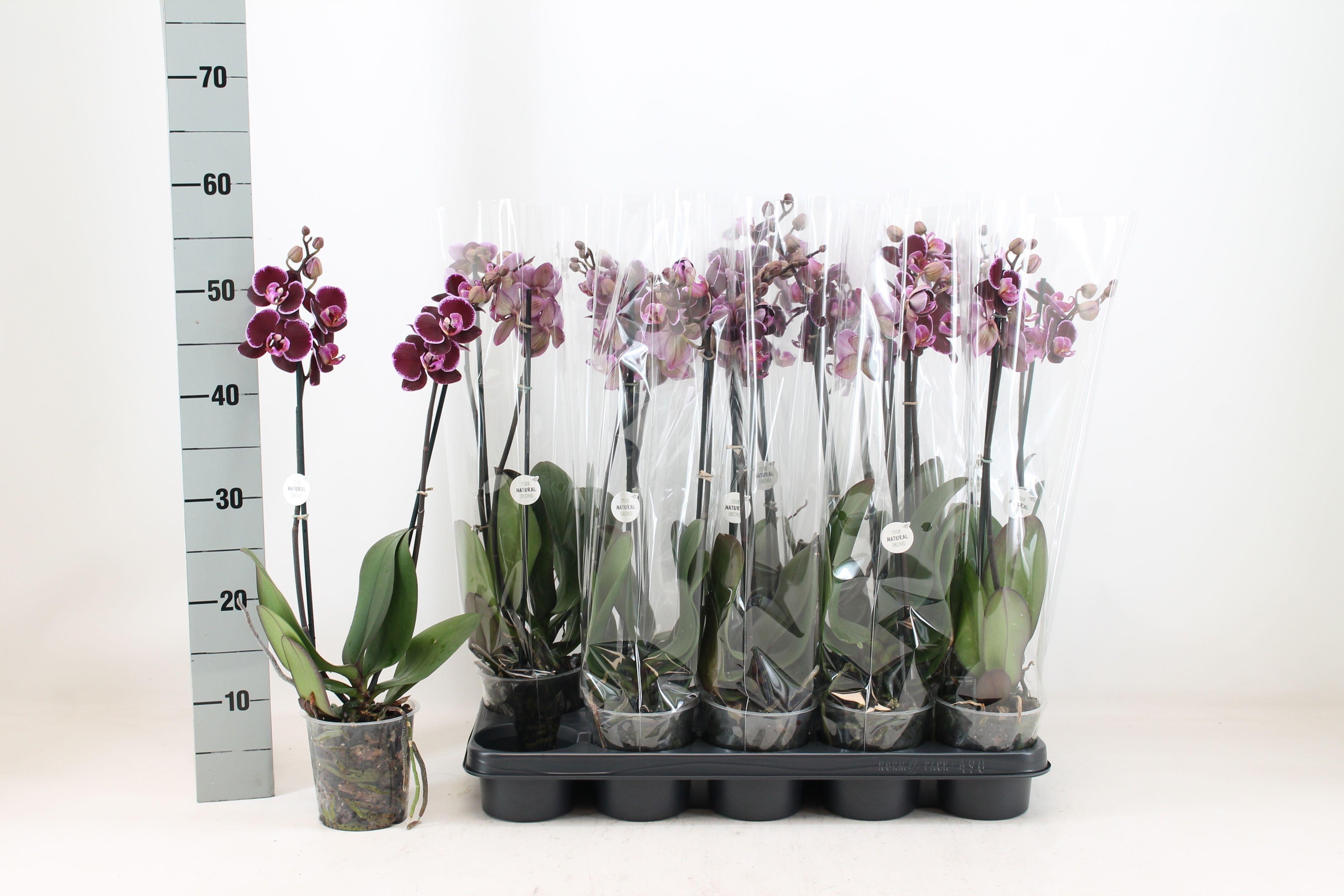 Горшечные цветы и растения оптом Phal An Montpellier от 10шт из Голландии с доставкой по России