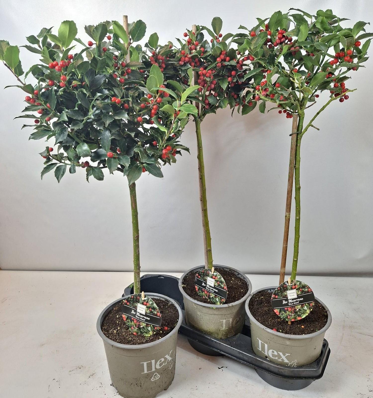 Горшечные цветы и растения оптом Ilex Mes Blue Maid от 3шт из Голландии с доставкой по России