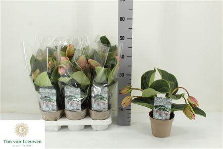 Горшечные цветы и растения оптом Medin Candy 4 Flower от 6шт из Голландии с доставкой по России