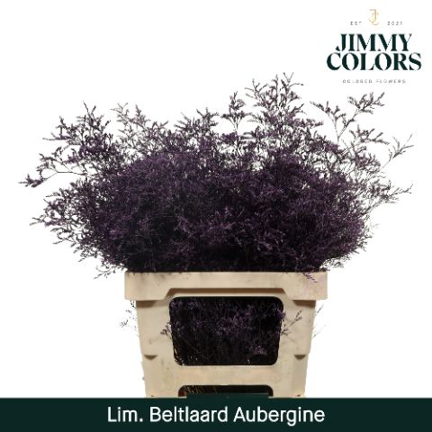 Срезанные цветы оптом Limonium beltlaard paint aubergine от 25шт из Голландии с доставкой по России