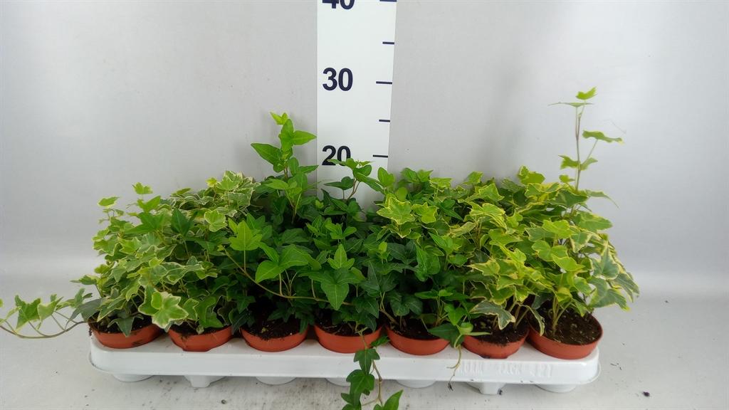 Горшечные цветы и растения оптом Hedera ...mix A от 21шт (для телеги) из Голландии с доставкой по России