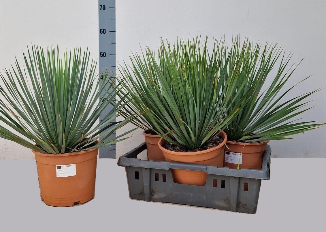 Горшечные цветы и растения оптом Yuc Rostrata от 3шт из Голландии с доставкой по России