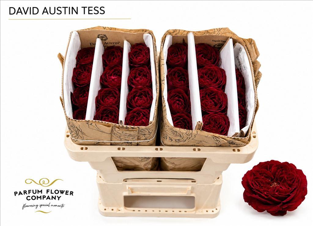 Срезанные цветы оптом Rosa large austin tess от 96шт из Голландии с доставкой по России