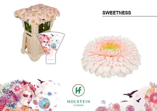 Срезанные цветы оптом Germini gerponi sweetness от 80шт из Голландии с доставкой по России