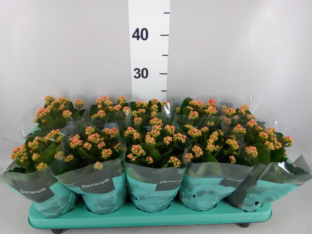 Горшечные цветы и растения оптом Kalanchoe Blos. serenity Coral от 10шт из Голландии с доставкой по России