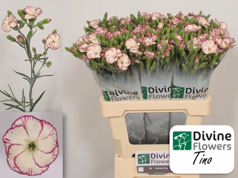 Срезанные цветы оптом Dianthus sp solomio tino от 60шт из Голландии с доставкой по России