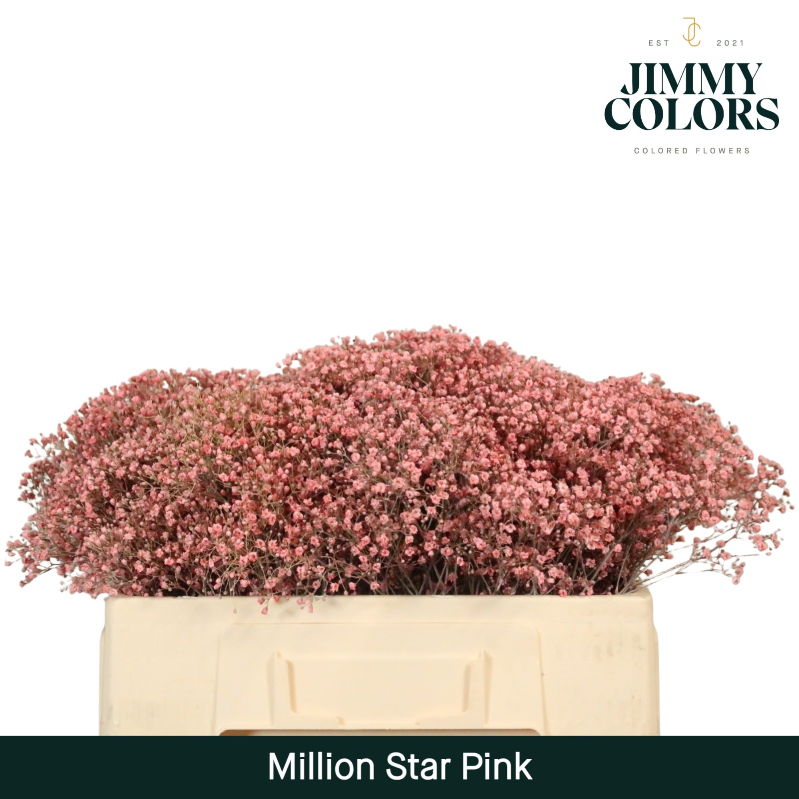 Срезанные цветы оптом Gyps fine paint pink от 100шт из Голландии с доставкой по России