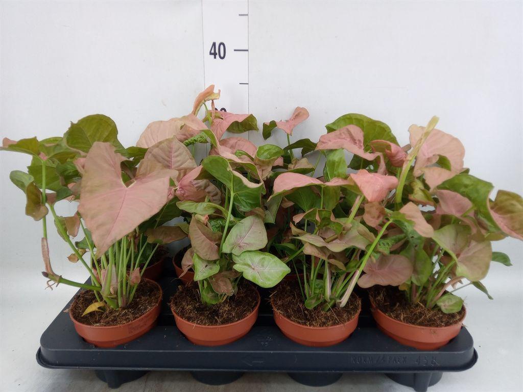 Горшечные цветы и растения оптом Syngonium Podop. от 8шт из Голландии с доставкой по России