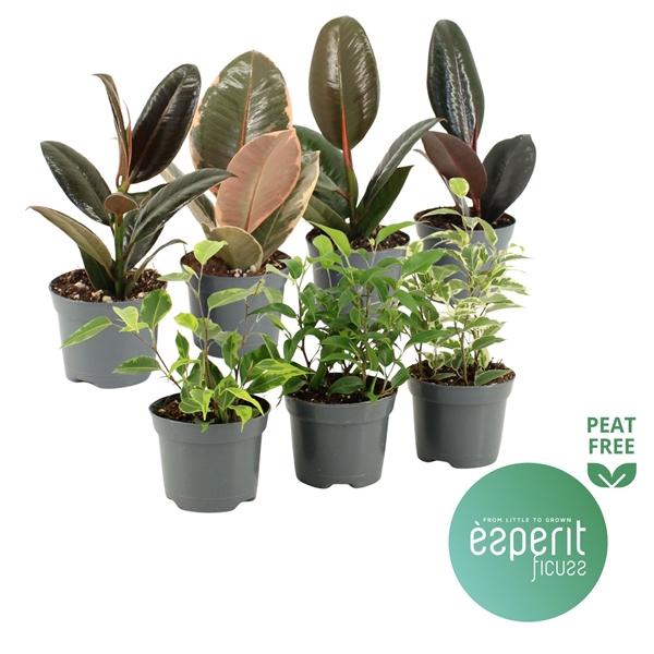 Горшечные цветы и растения оптом Ficus Mix 5-7 Srt от 21шт (для телеги) из Голландии с доставкой по России