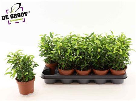 Горшечные цветы и растения оптом Ficus Be Natasja от 10шт из Голландии с доставкой по России