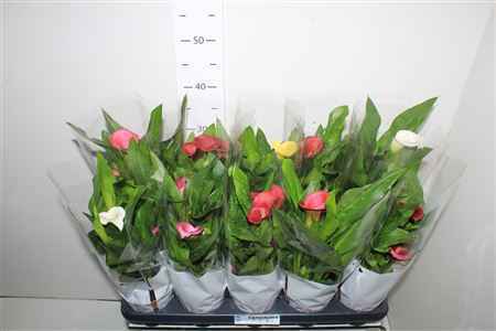 Горшечные цветы и растения оптом Zant Gem 4 Kl 2+ от 10шт из Голландии с доставкой по России