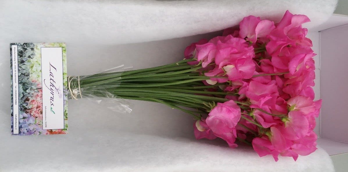 Срезанные цветы оптом Lathyrus winter sunshine pink dark от 50шт из Голландии с доставкой по России