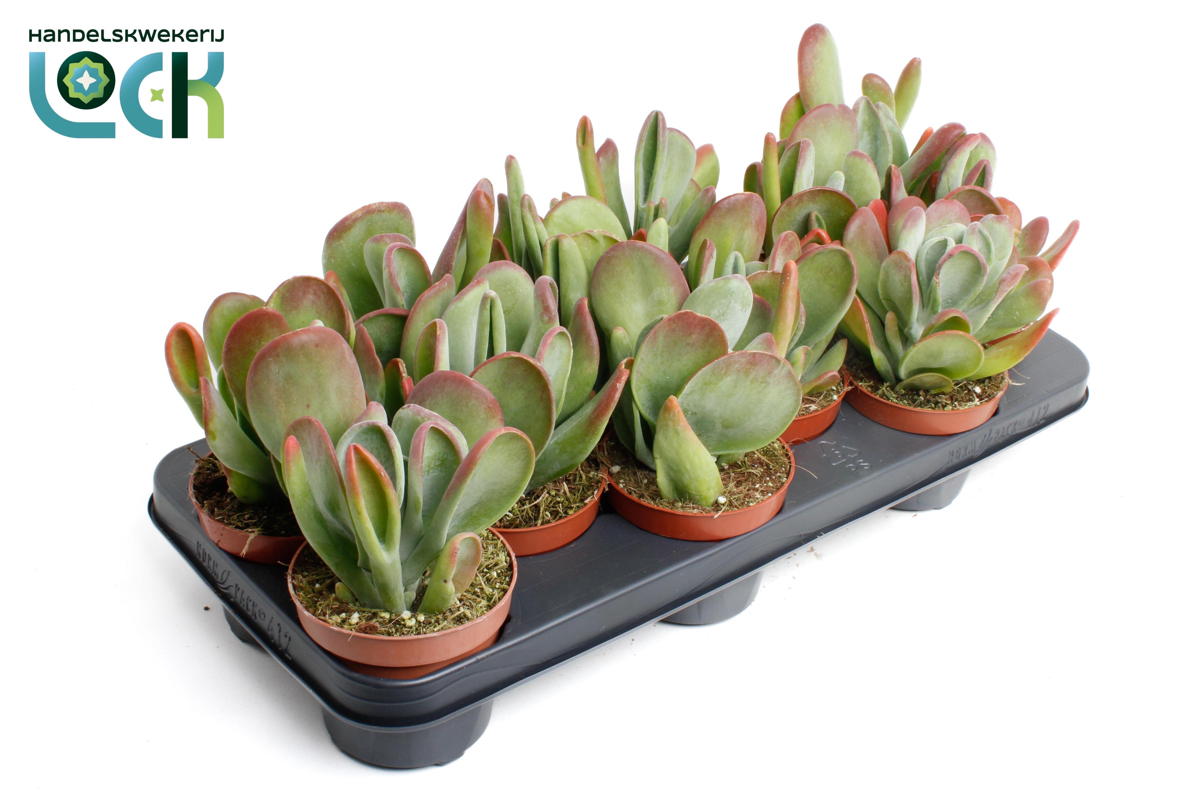 Горшечные цветы и растения оптом Kalanchoe Oricula от 9шт из Голландии с доставкой по России