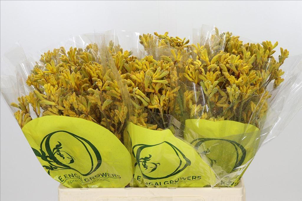 Срезанные цветы оптом Anigozanthos yellow mix от 80шт из Голландии с доставкой по России