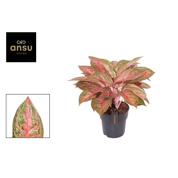 Горшечные цветы и растения оптом Aglaonema Tango Pink от 3шт из Голландии с доставкой по России