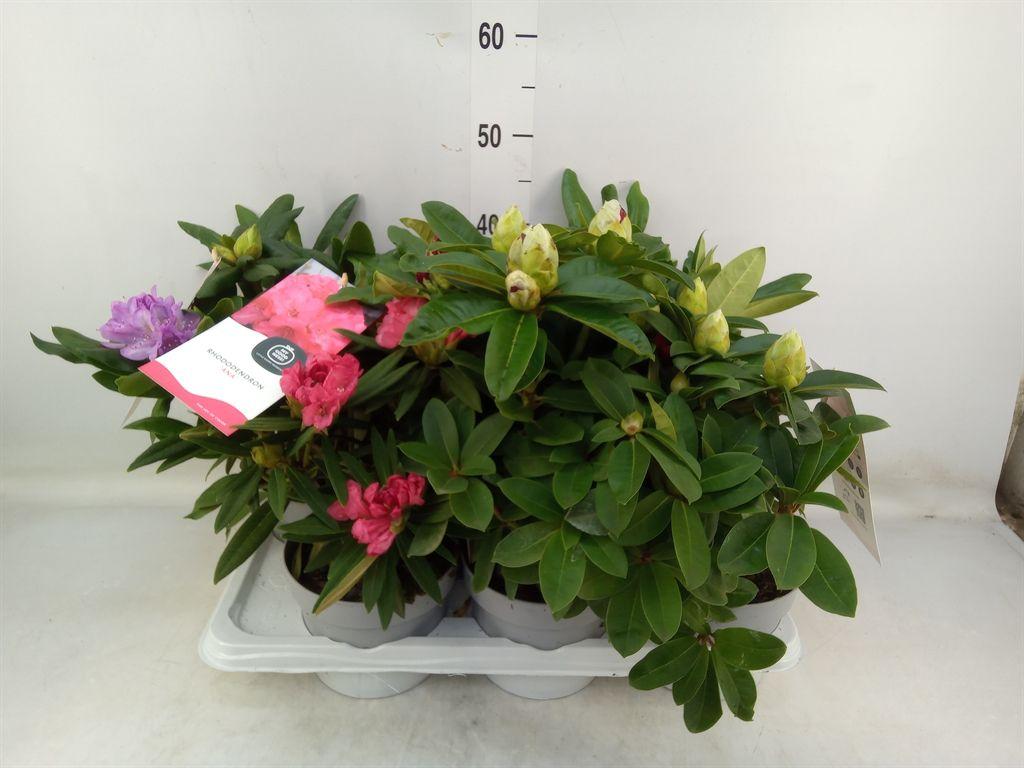 Горшечные цветы и растения оптом Rhododendron   ...mix от 6шт из Голландии с доставкой по России