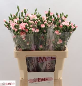 Срезанные цветы оптом Dianthus sp fancy amelie от 60шт из Голландии с доставкой по России
