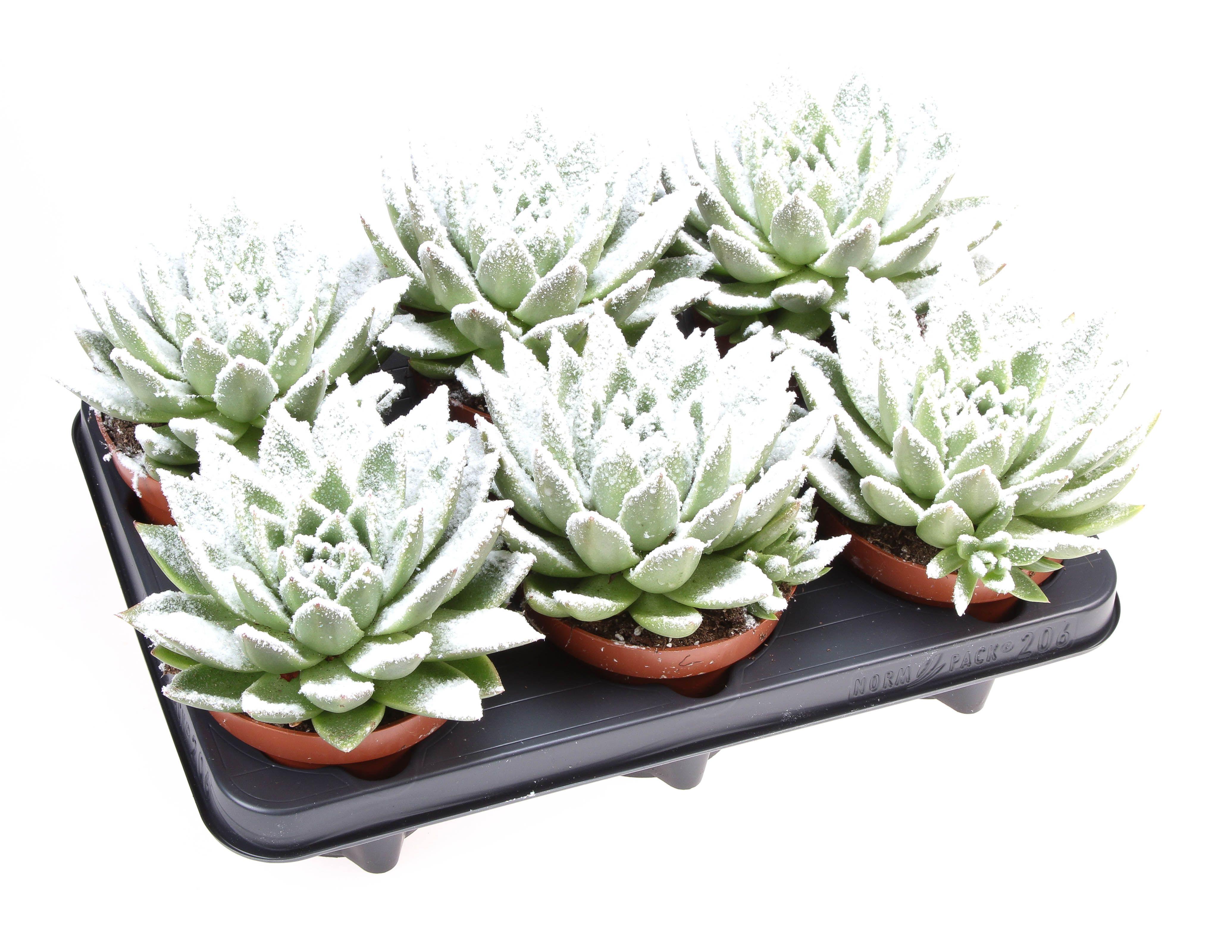 Горшечные цветы и растения оптом Echeveria Miranda Snow от 6шт из Голландии с доставкой по России